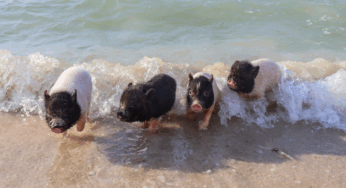 Confirman cierre definitivo de la “Pig Beach” en Progreso